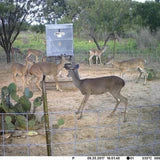 600 lb. BC Stand and FIll w/cage