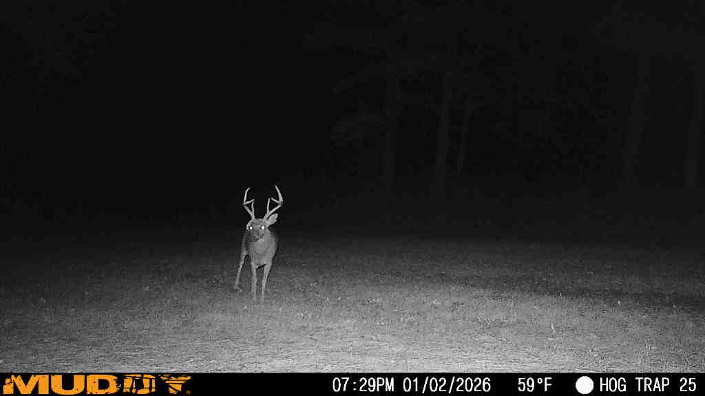 Full-Service Deer Camera Survey