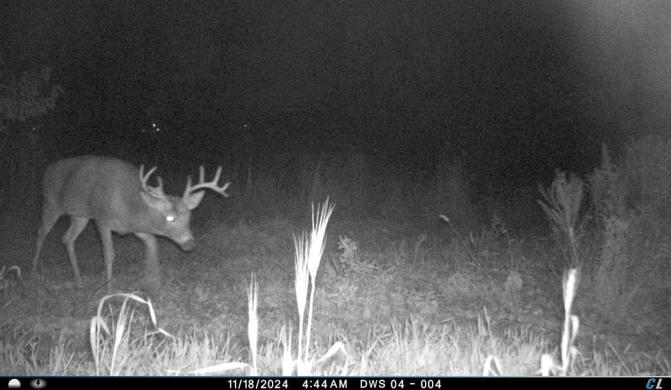 Remote Deer Herd Analysis