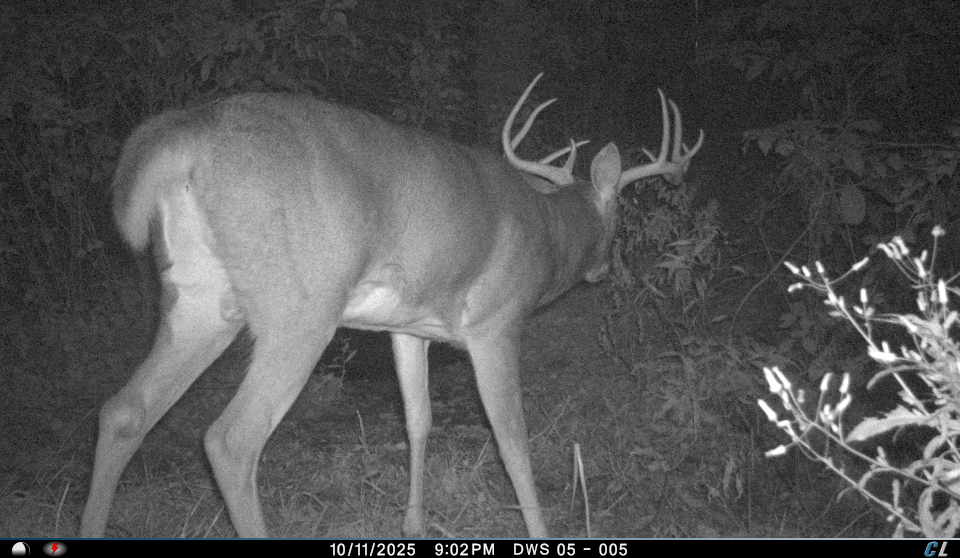 Remote Deer Herd Analysis
