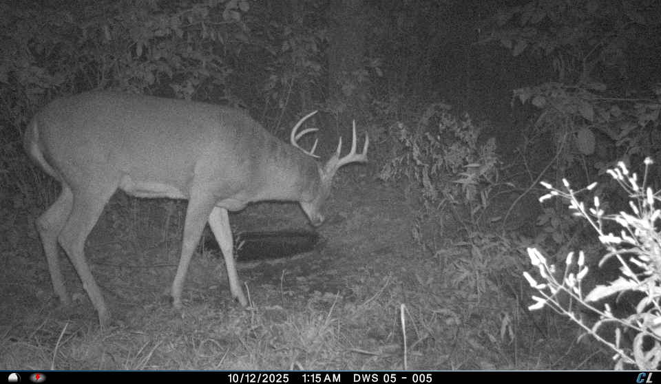 Remote Deer Herd Analysis