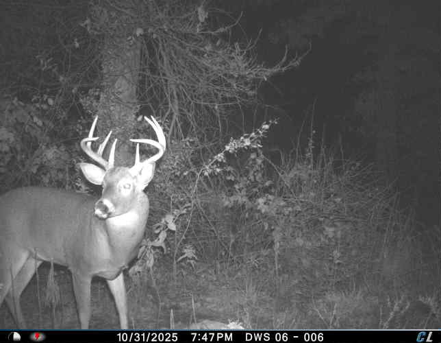 Full-Service Deer Camera Survey