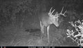 Remote Deer Herd Analysis