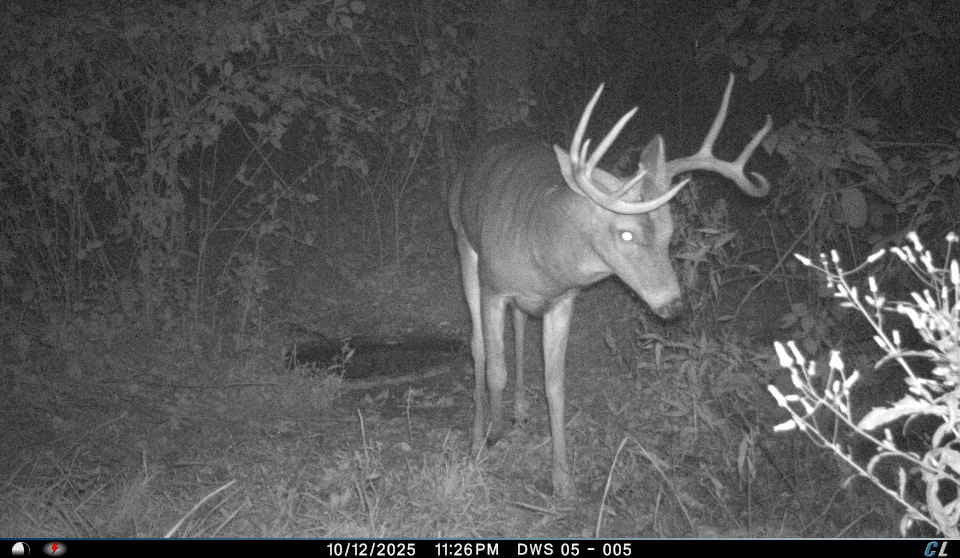 Remote Deer Herd Analysis
