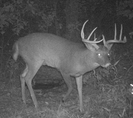 Premium On-Site Habitat Plan