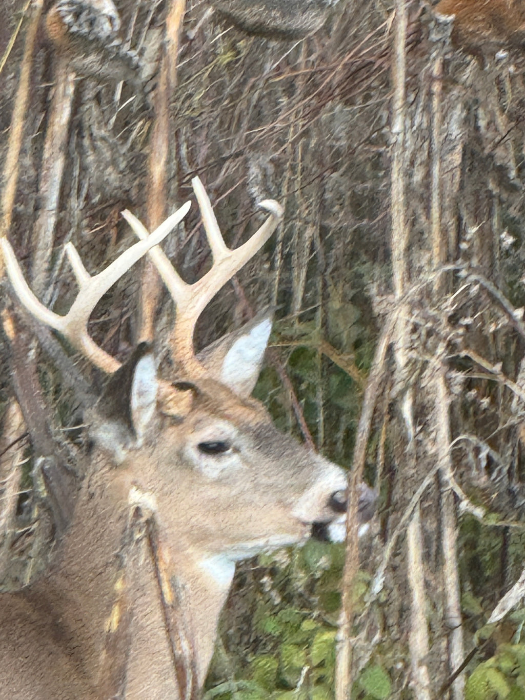 Drone Deer Population Survey