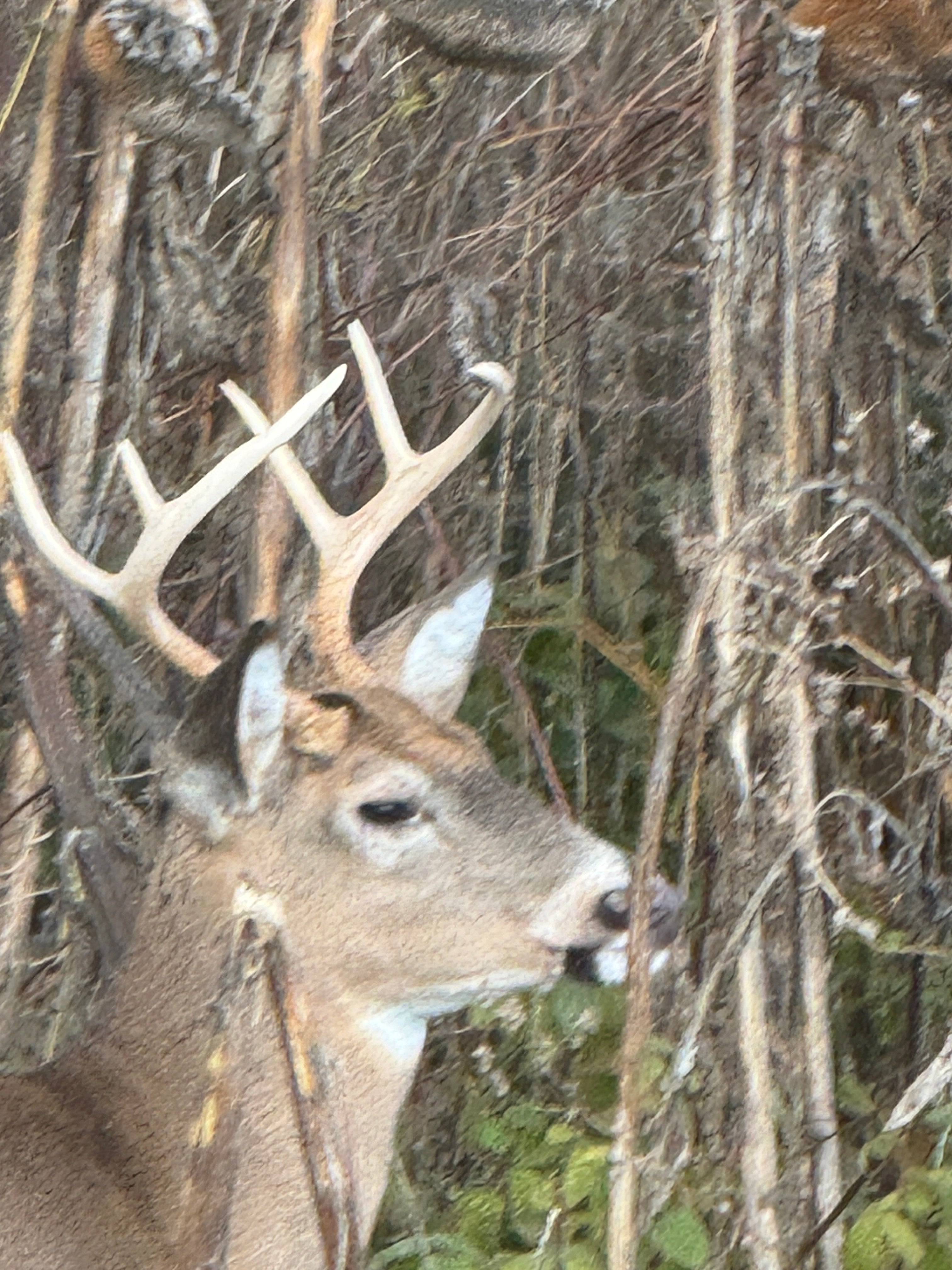 Drone Deer Population Survey