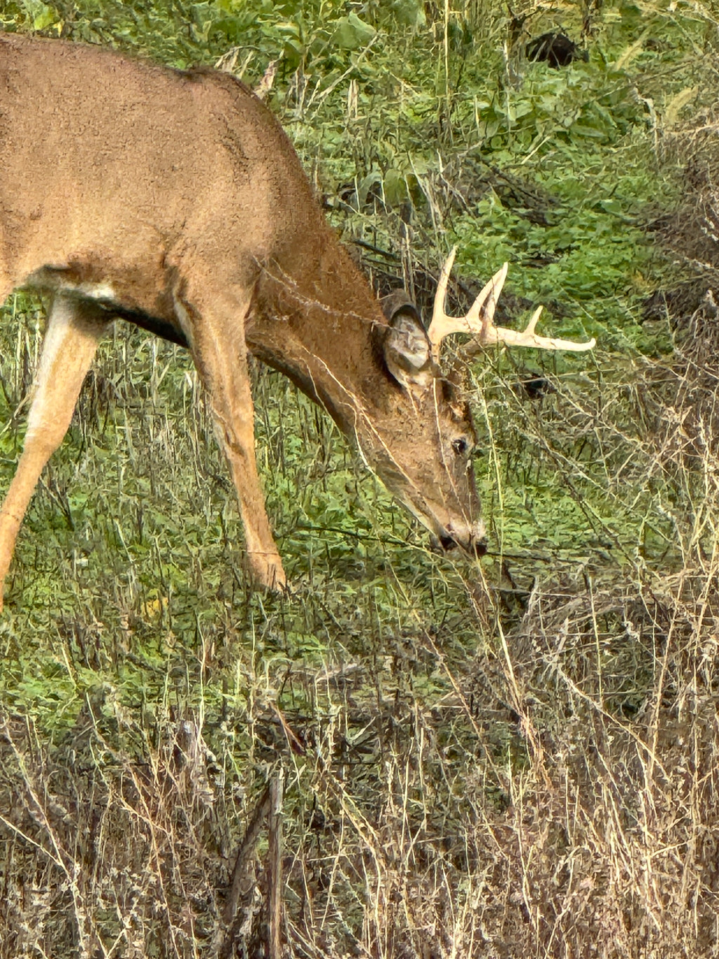 Wildlife and Habitat Assessment - Site Visit