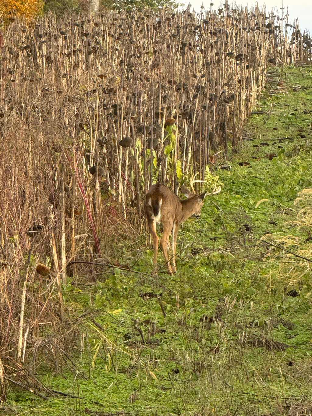 Wildlife and Habitat Assessment - Site Visit