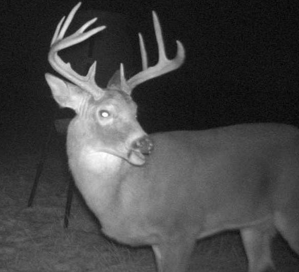 Full-Service Deer Camera Survey