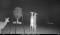 Full-Service Deer Camera Survey